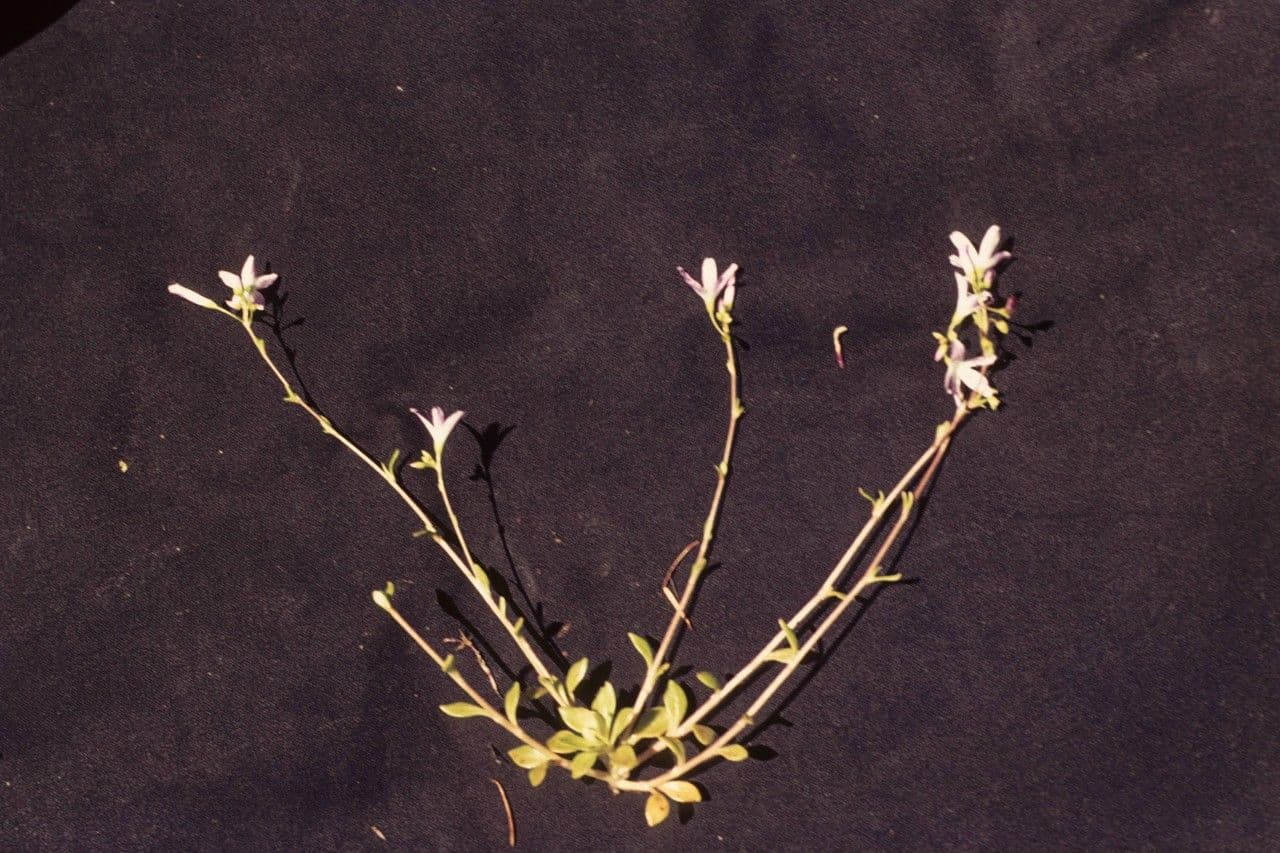 Claytonia parviflora 7