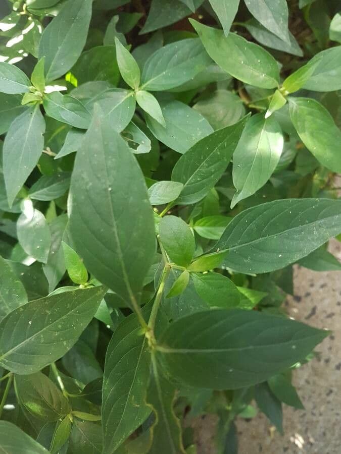 Ruellia bahiense 3