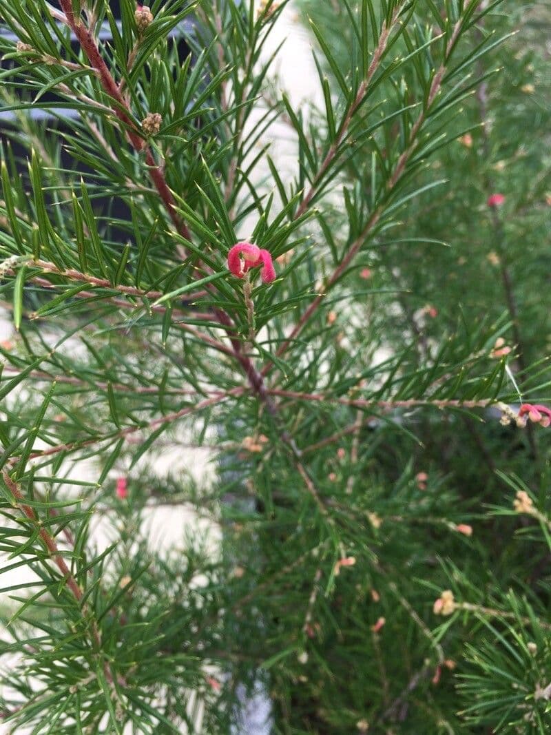 Grevillea ginepro 11
