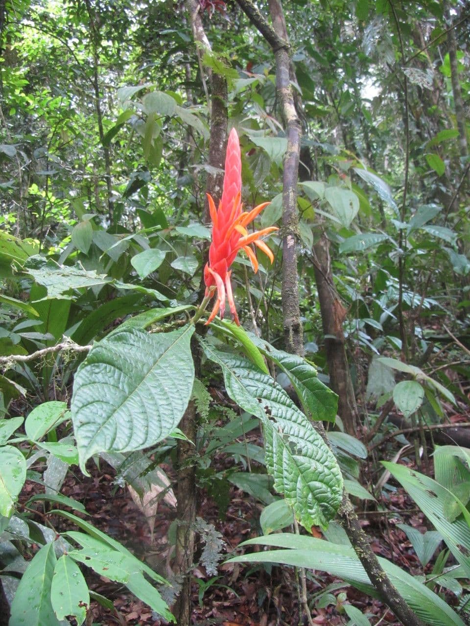 Aphelandra 6