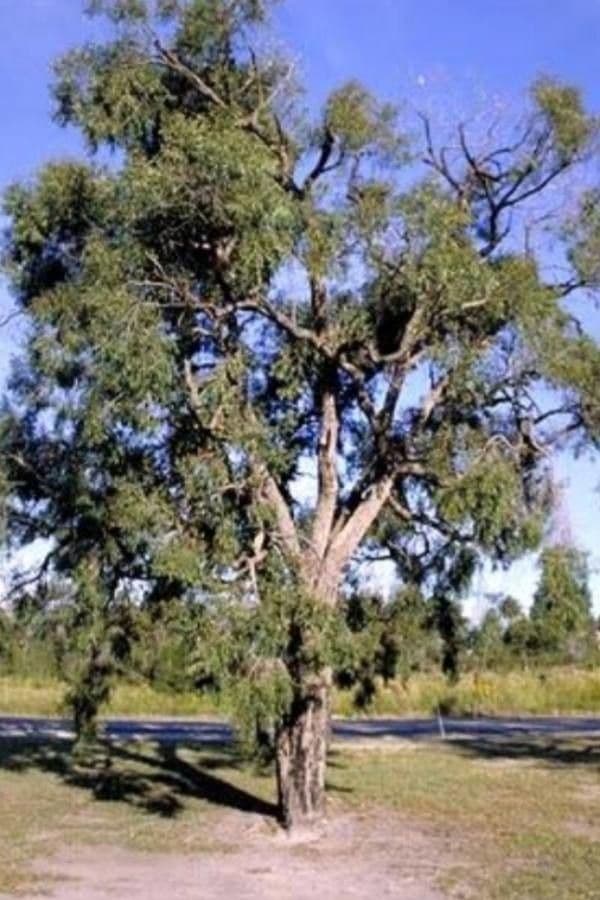 Angophora