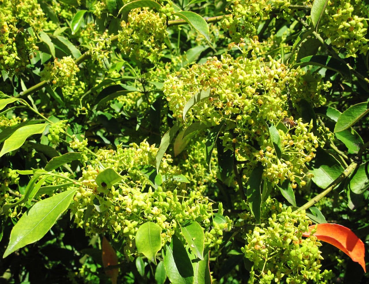 Euonymus myrianthus 3