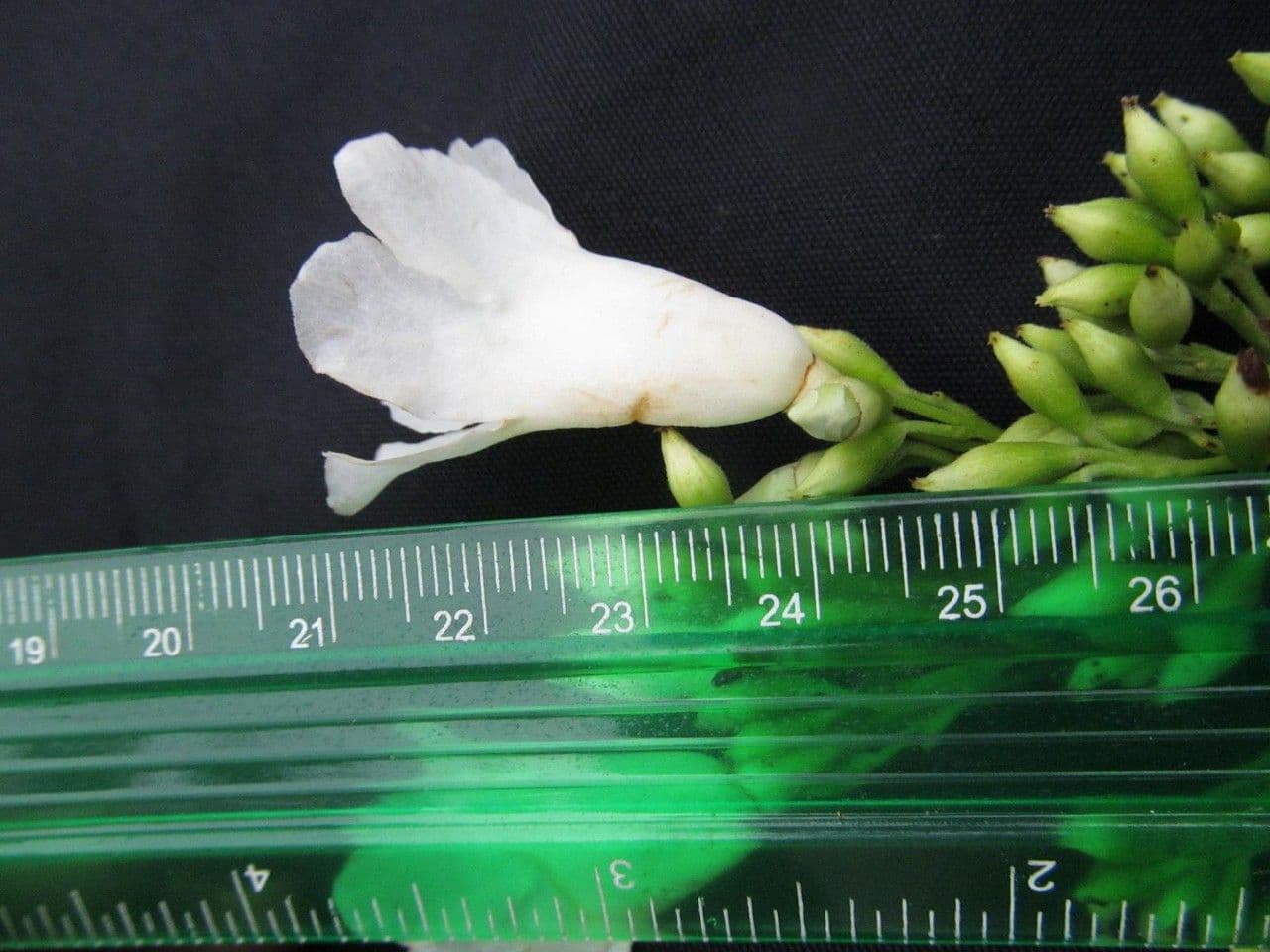 Lundia corimbosa 11