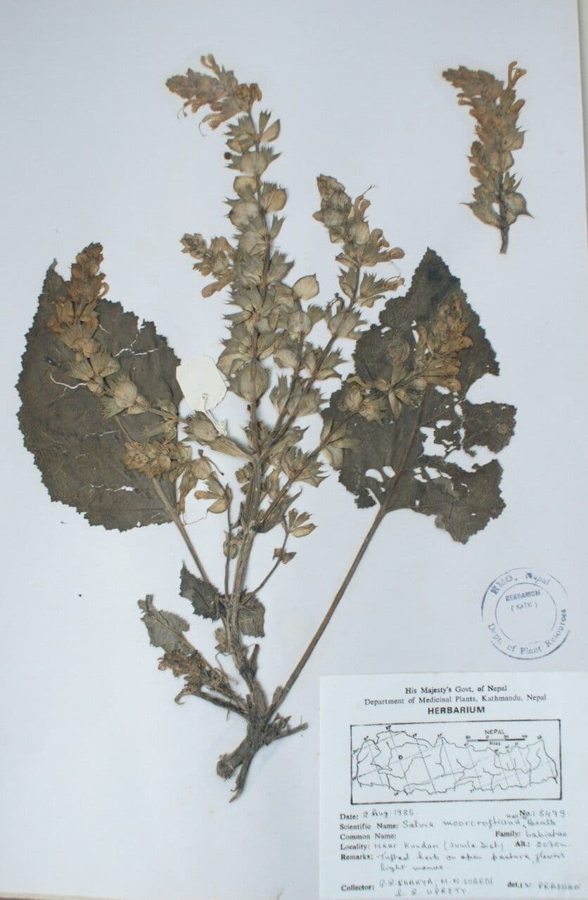 Salvia 9