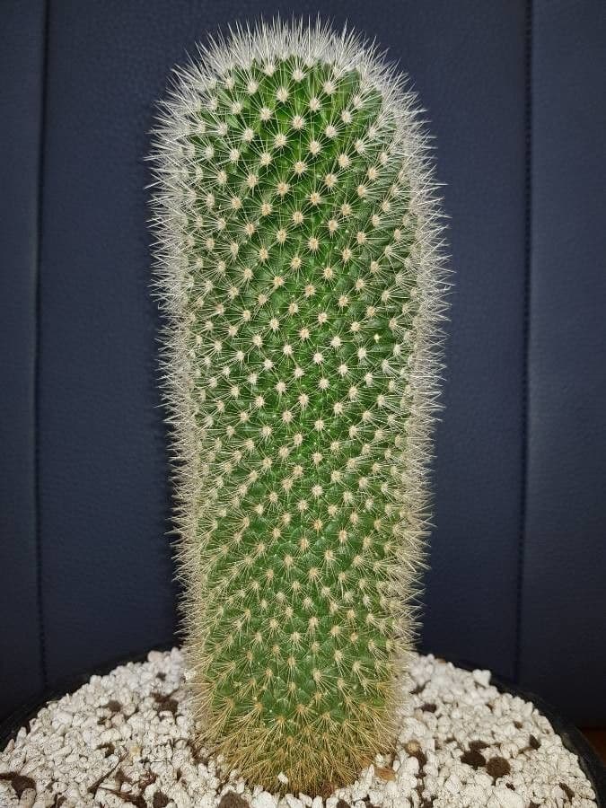 Mammillaria 14