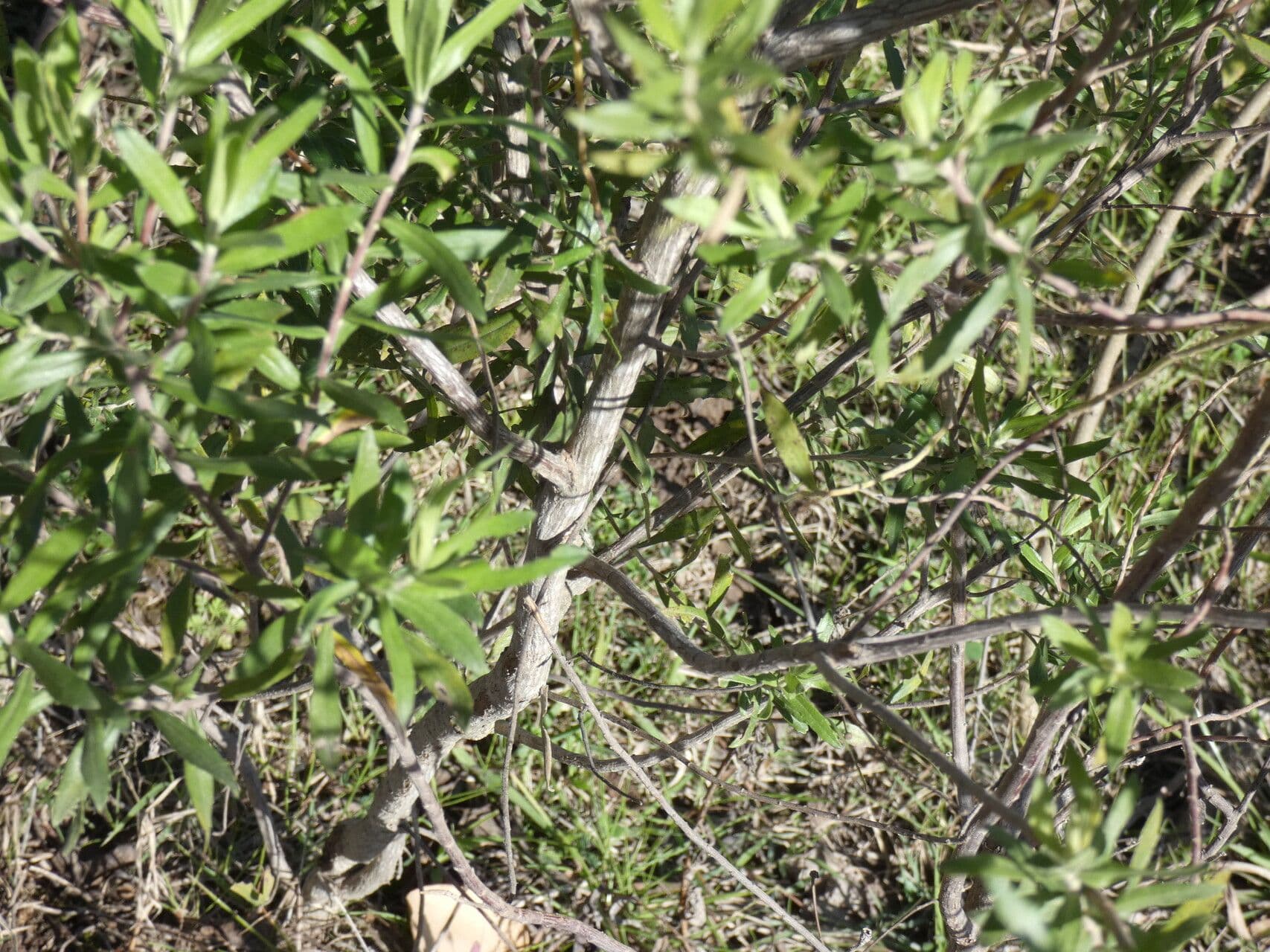 Baccharis dracunculifolia 16