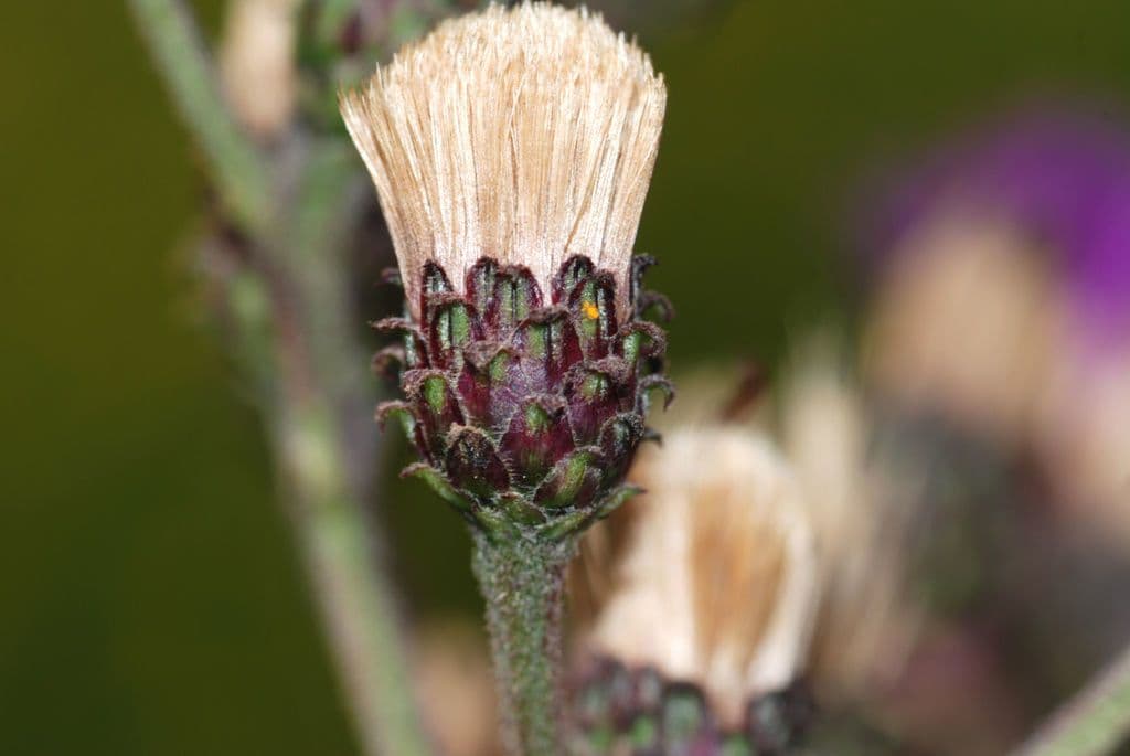 Vernonia di Baldwin