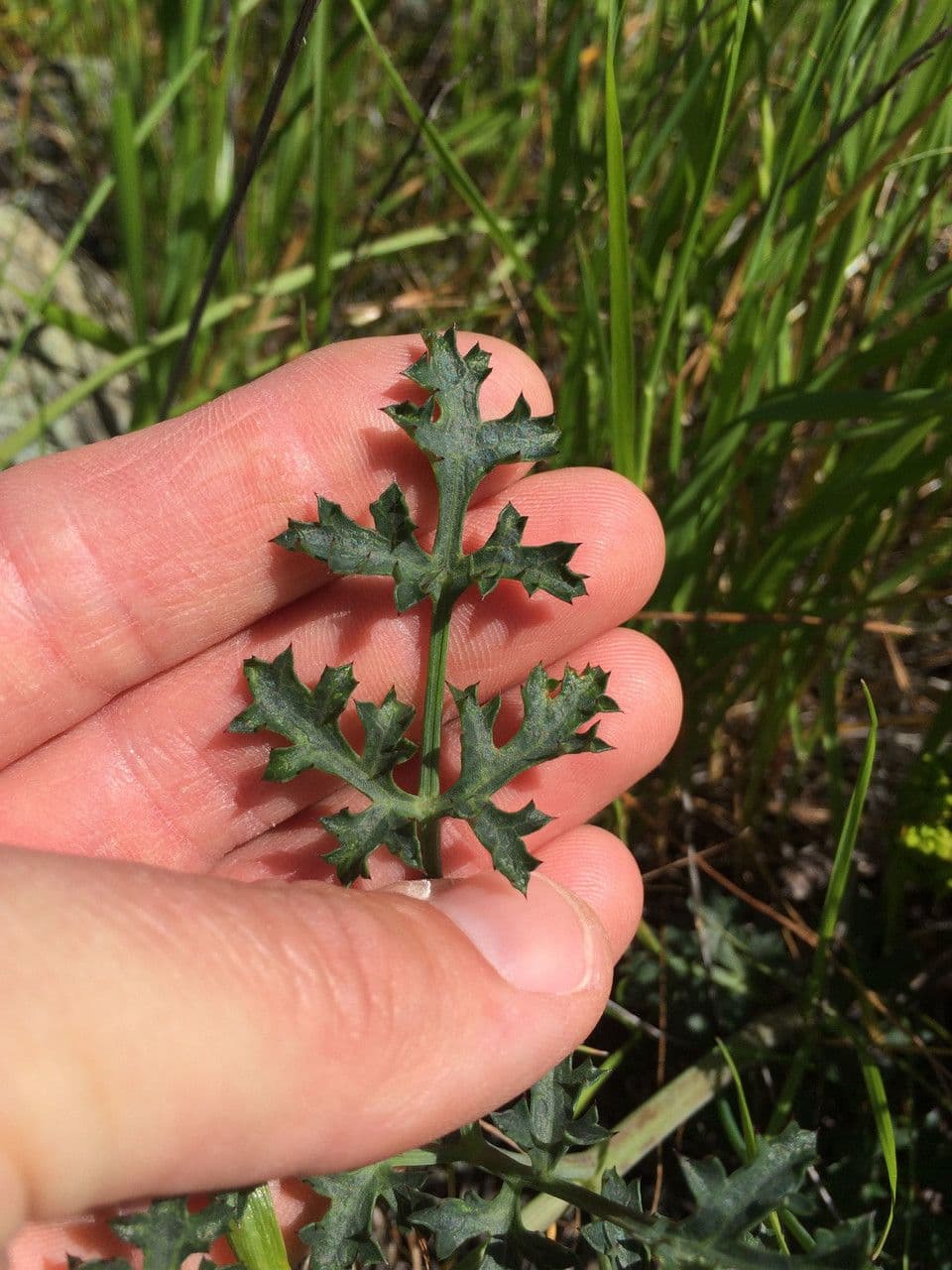 Lomatium 9