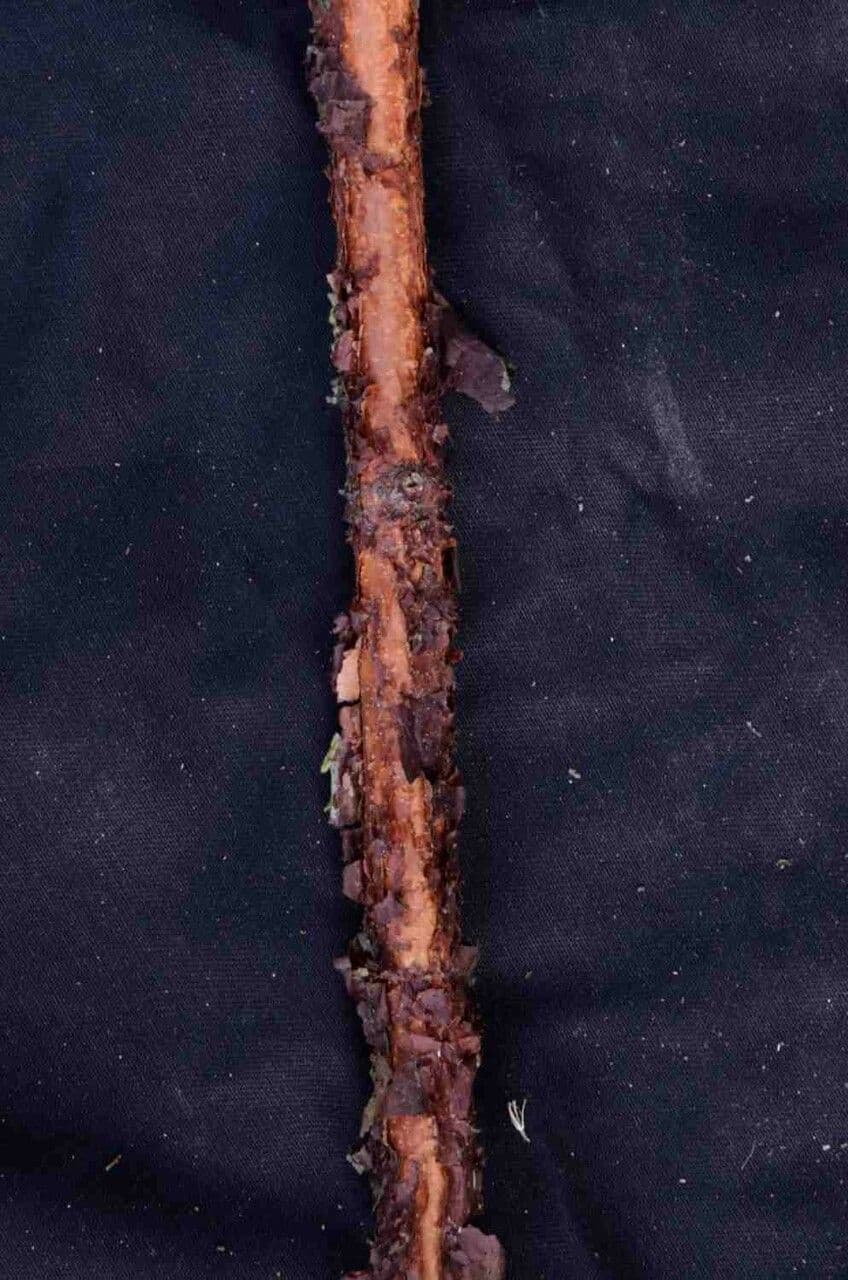 Xylopia brazylijska 11