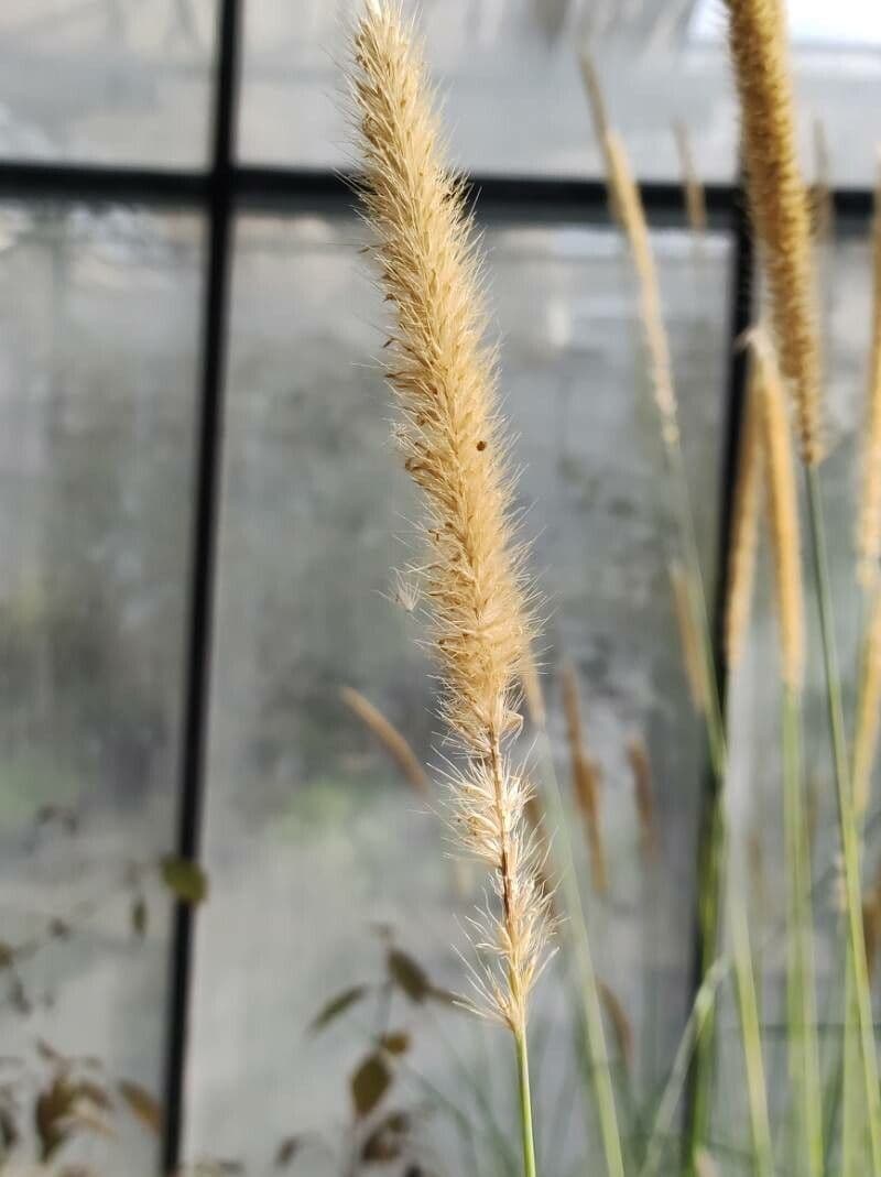 Erba piuma africana 7