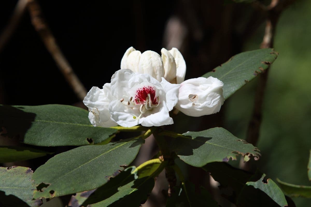 Rododendro 3