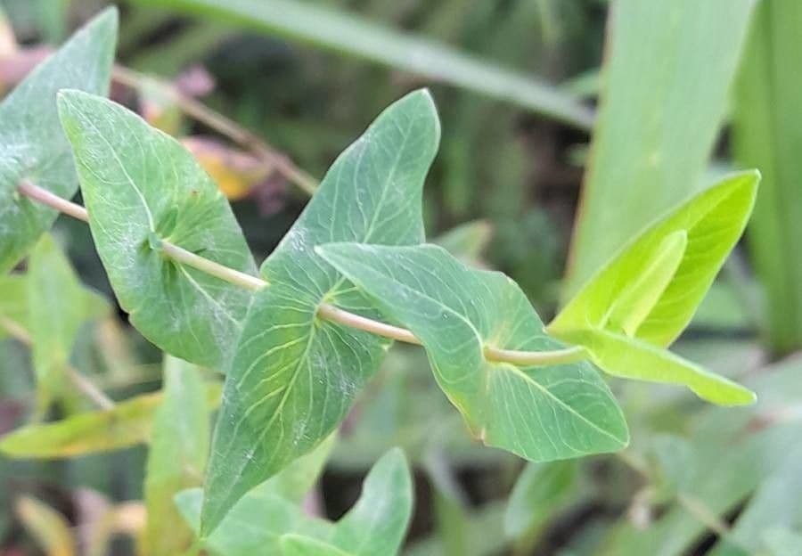 Hypericum 2
