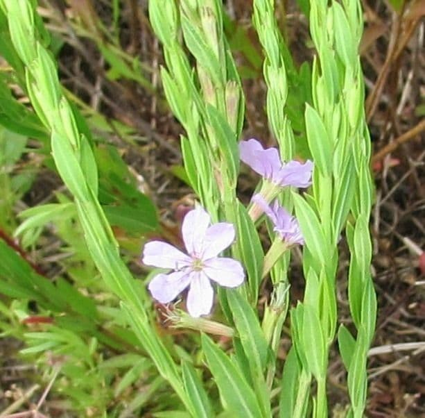 Salcerella lanceololata 7
