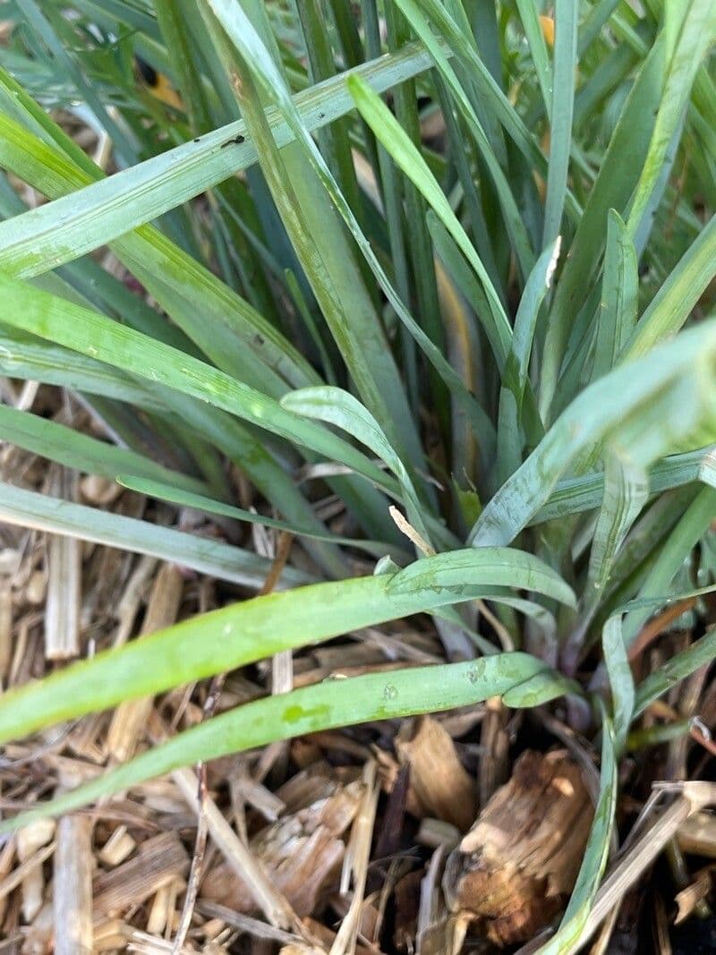 Tulbaghia 18