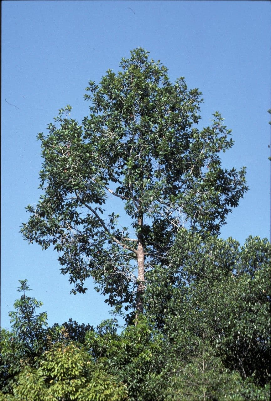 Dipterocarpus 2