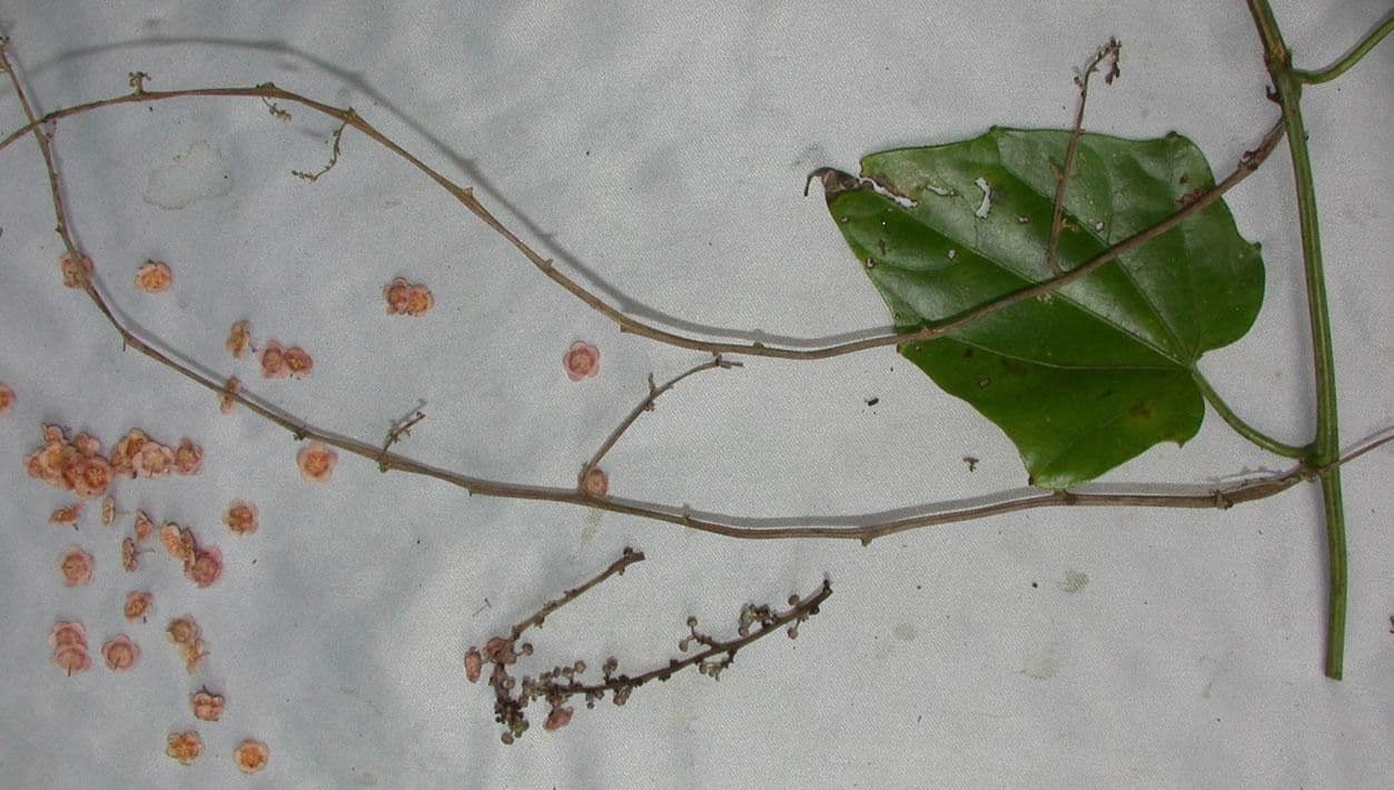 Fevillea cordifolia 18