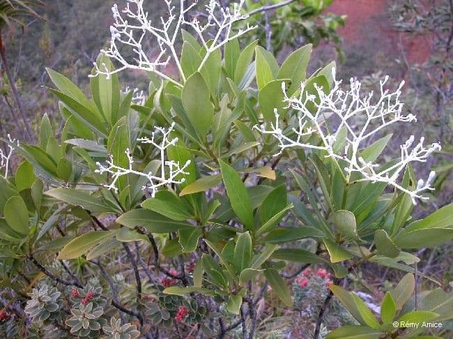 Psychotria 10