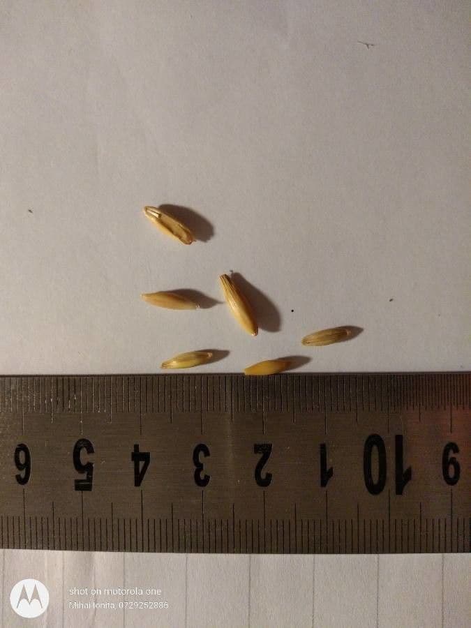 Avena 26