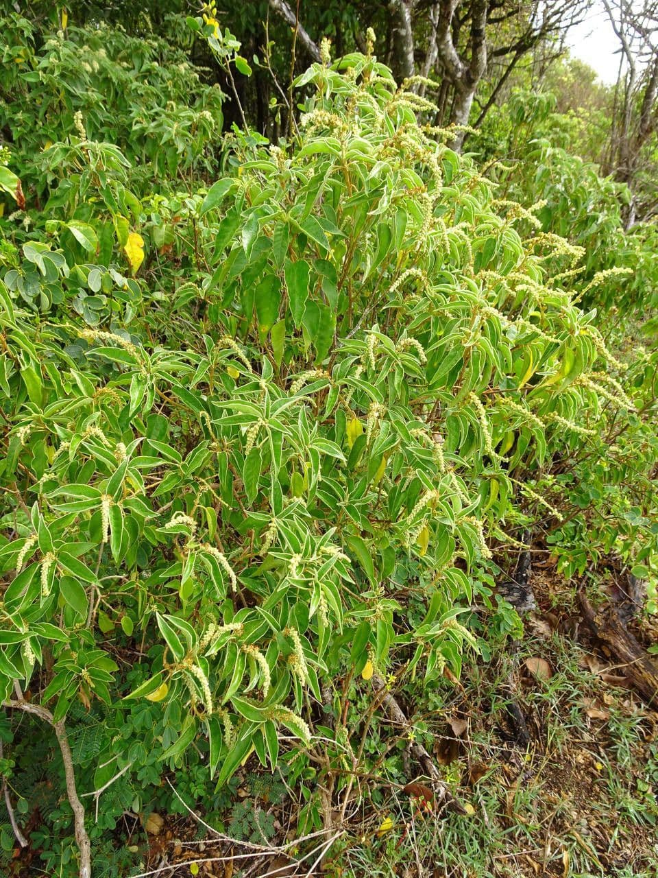 Croton giallo 12