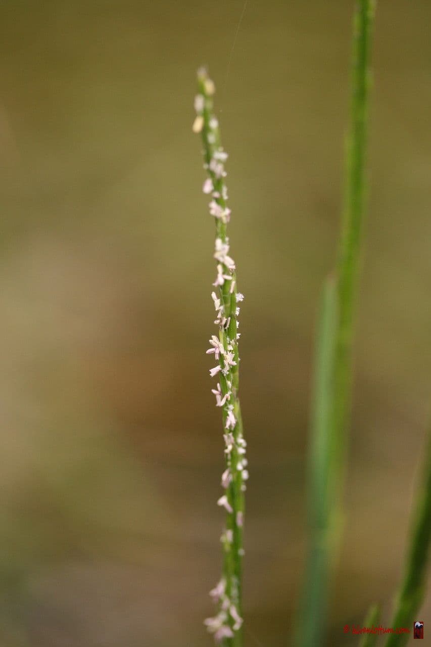 Parapholis strigosa