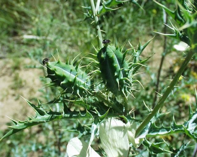 Argemone ocra