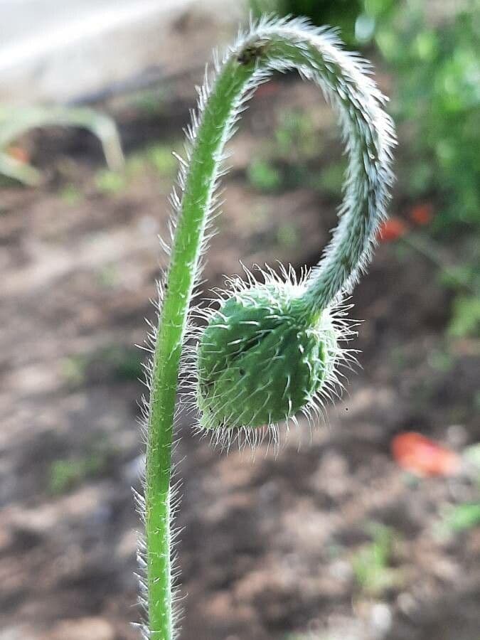 Saat-Mohn 7