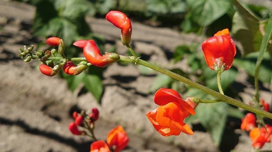 Runner bean 6