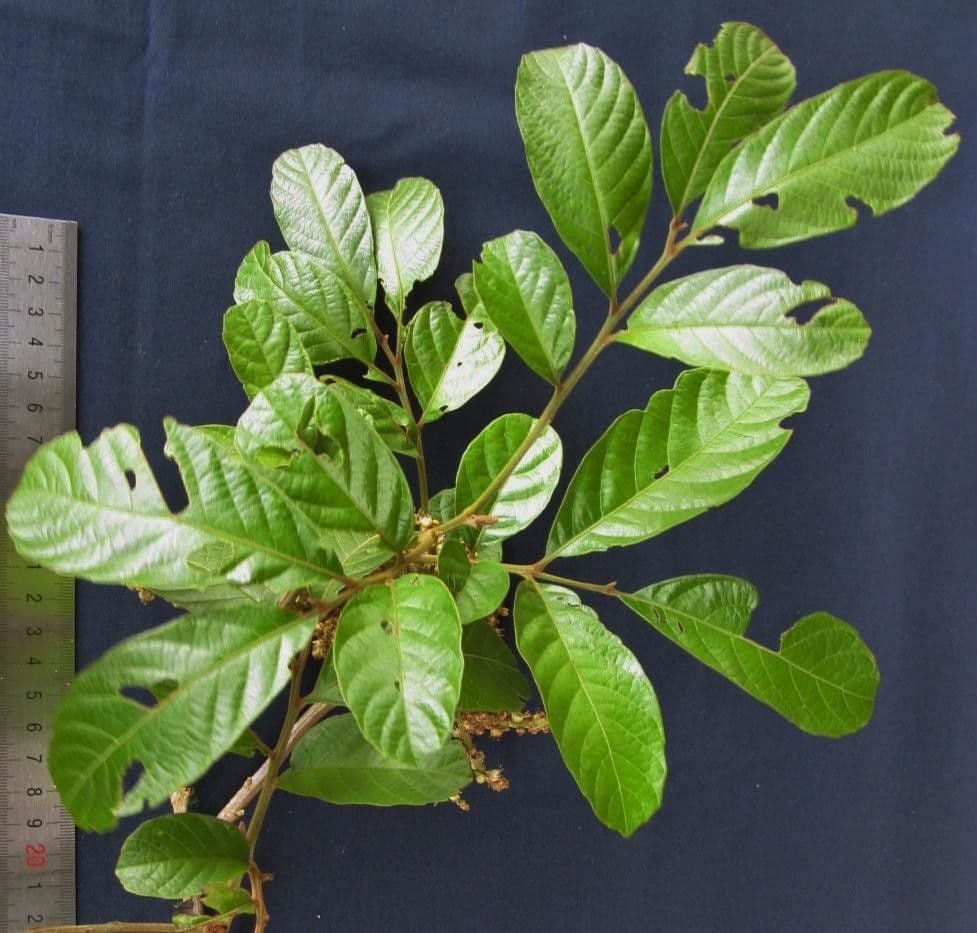 Cupania rossastra 22