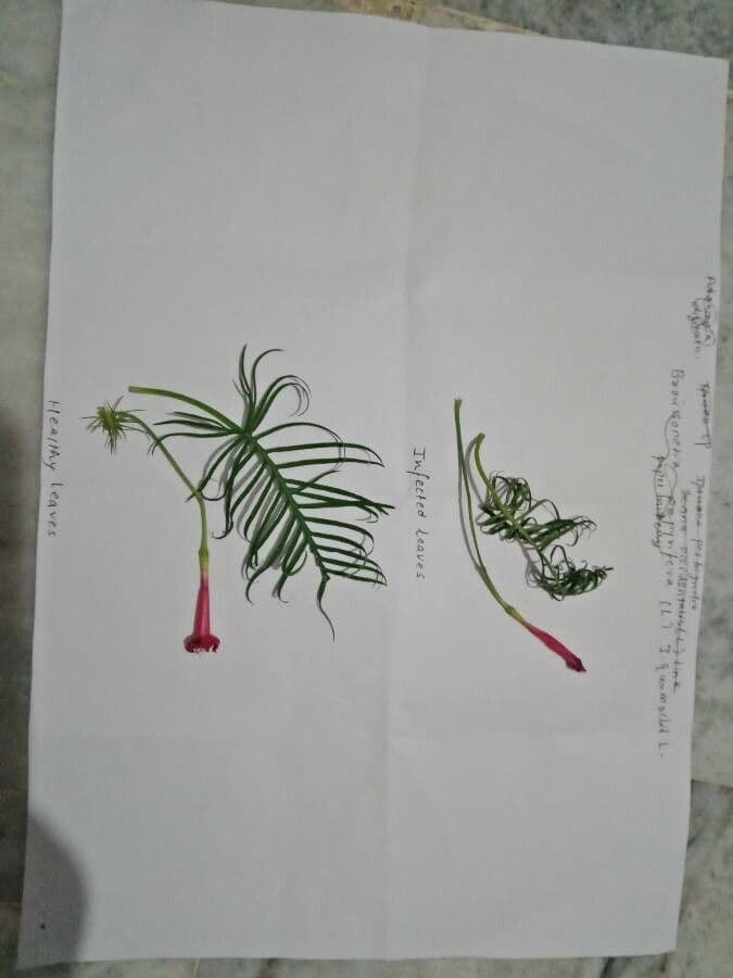 Ipomoea quamoclit 19