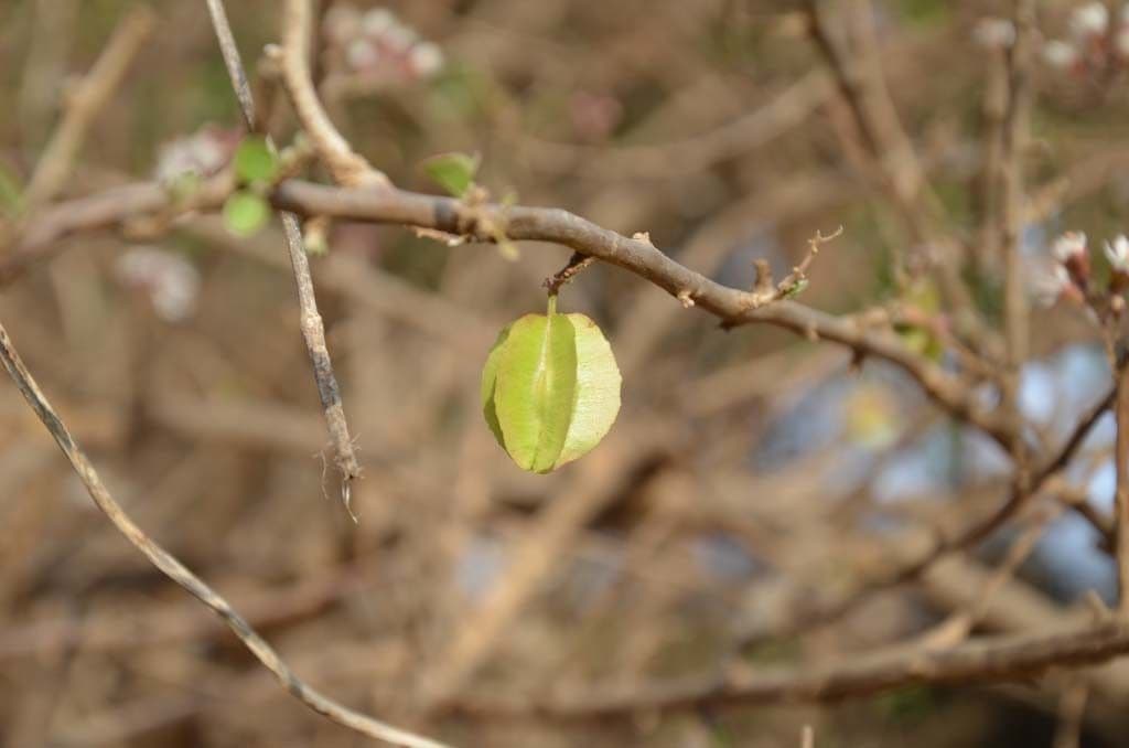 Combretum 4