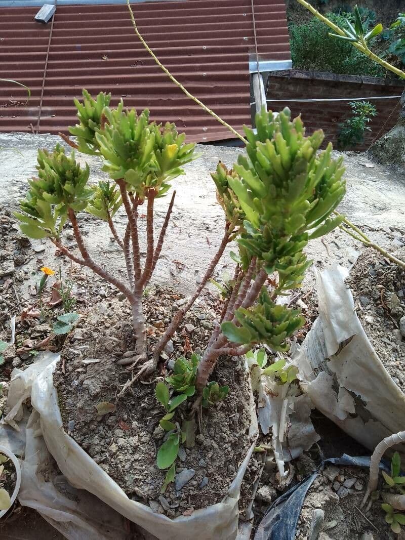 Kalanchoe 17