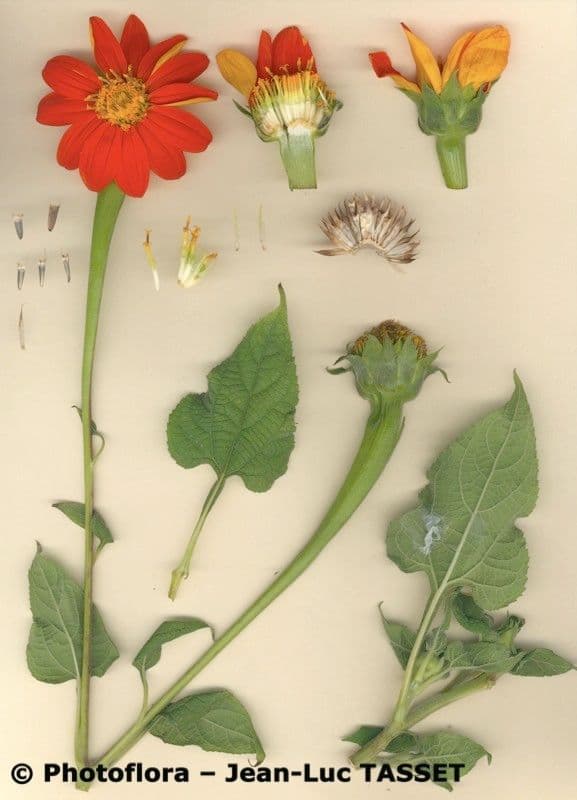 Tithonia rotundifolia 13