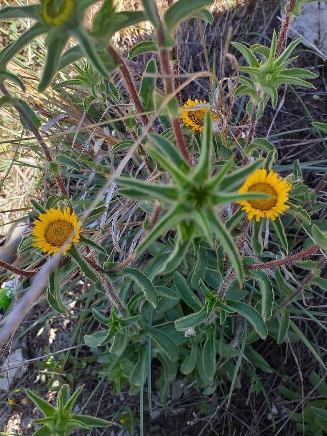 Asteroide spinoso 8