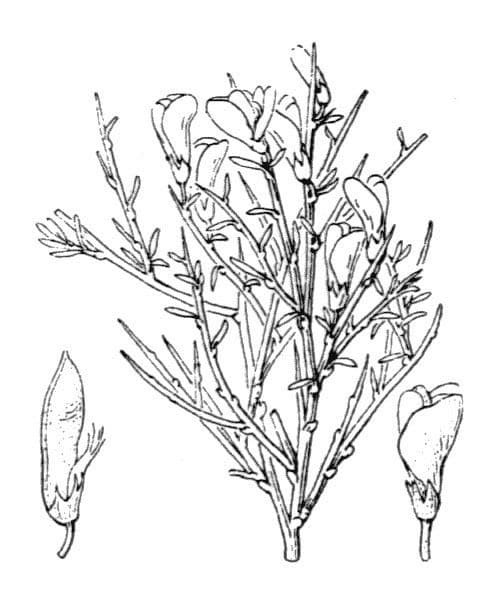 Gorse 18