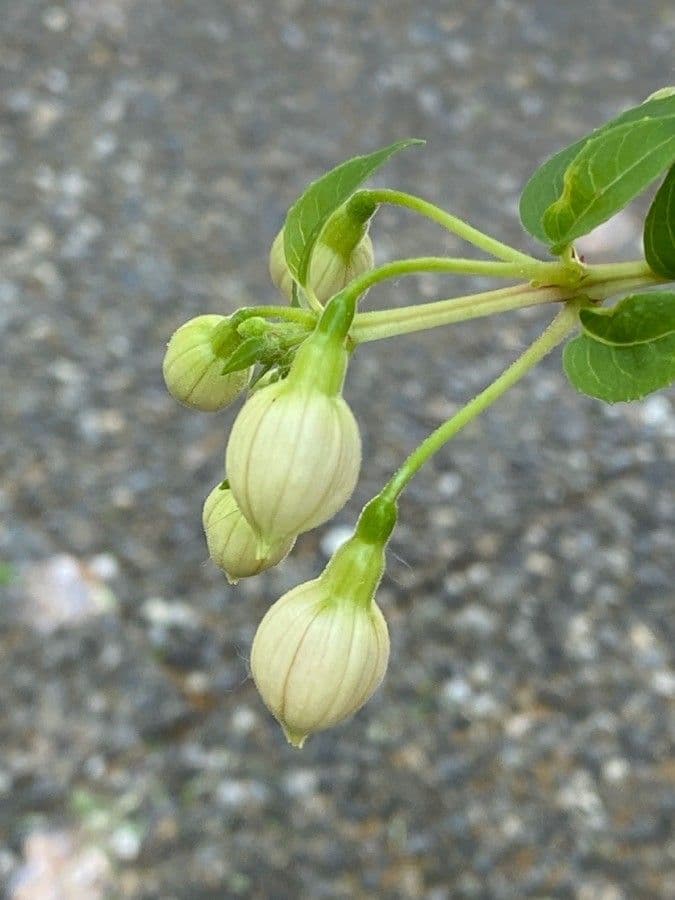 Fuchsien 29