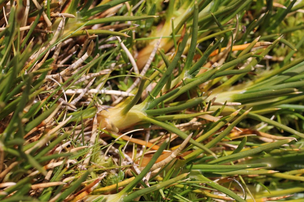 Oxychloe andina 8