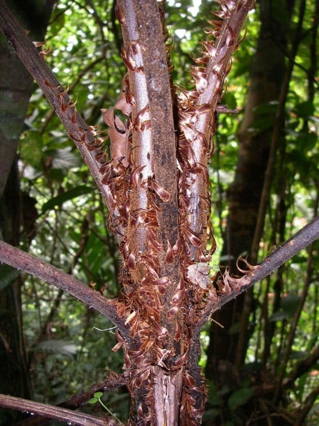 Cyathea multiflora 14
