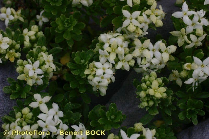 Galium pseudo-svizzero 6