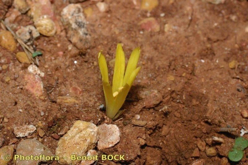 Sternbergia colchiciflora 13