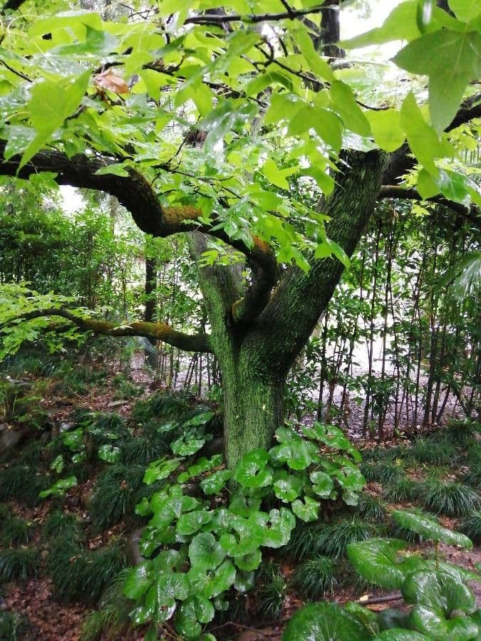 Formosa-Amberbaum 11