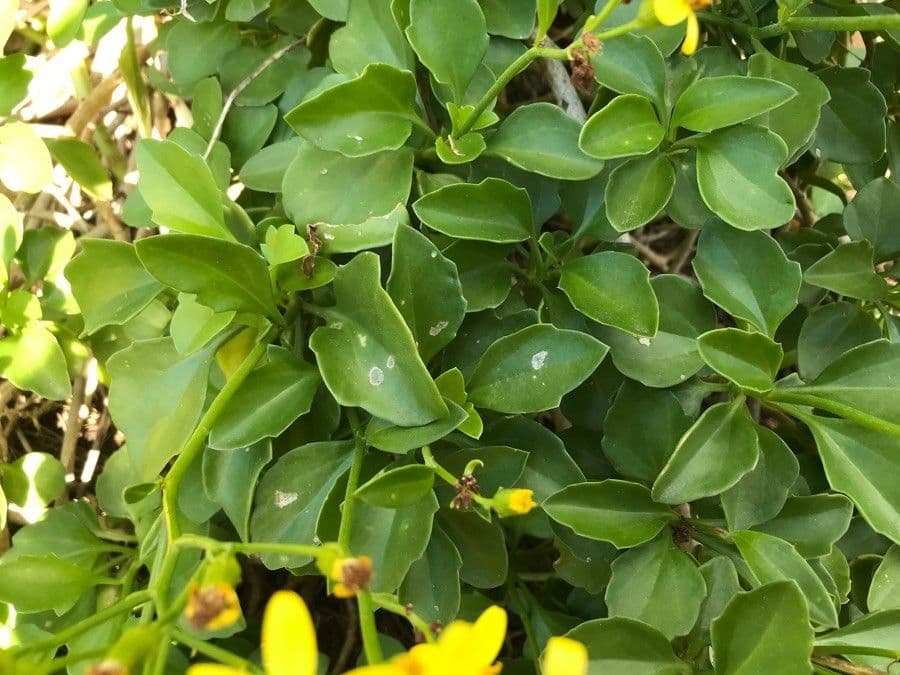 Senecio angulatus 18