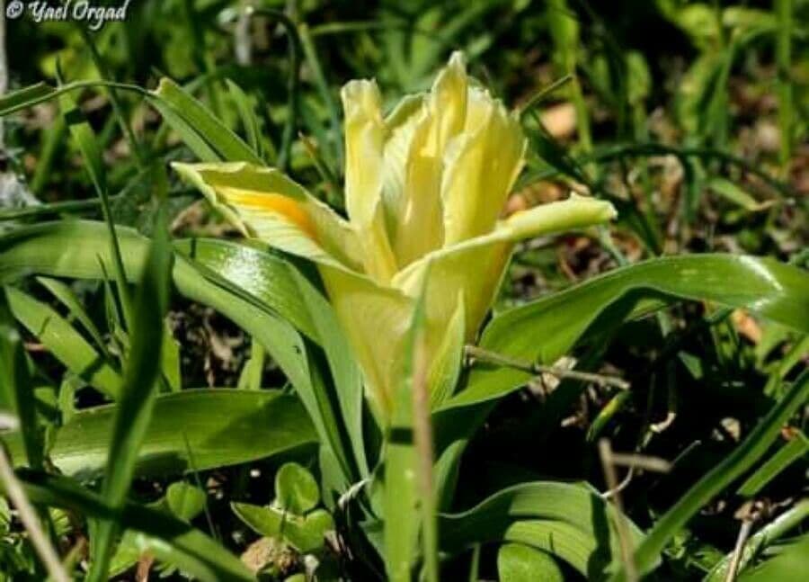 Iris 4