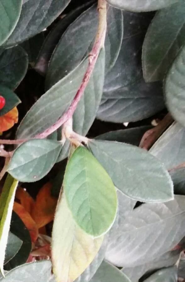 Cotoneaster 17