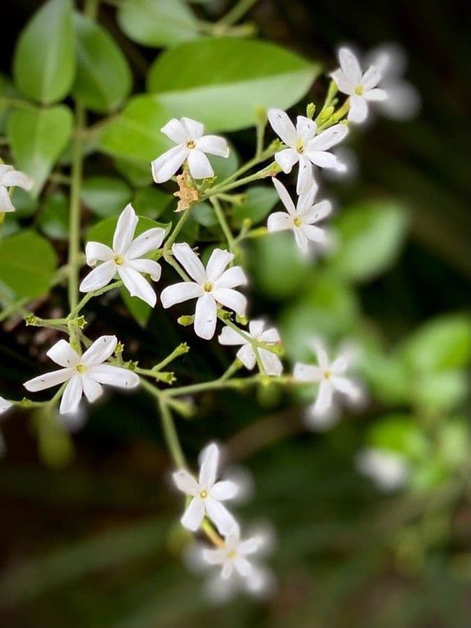Jasmin 6