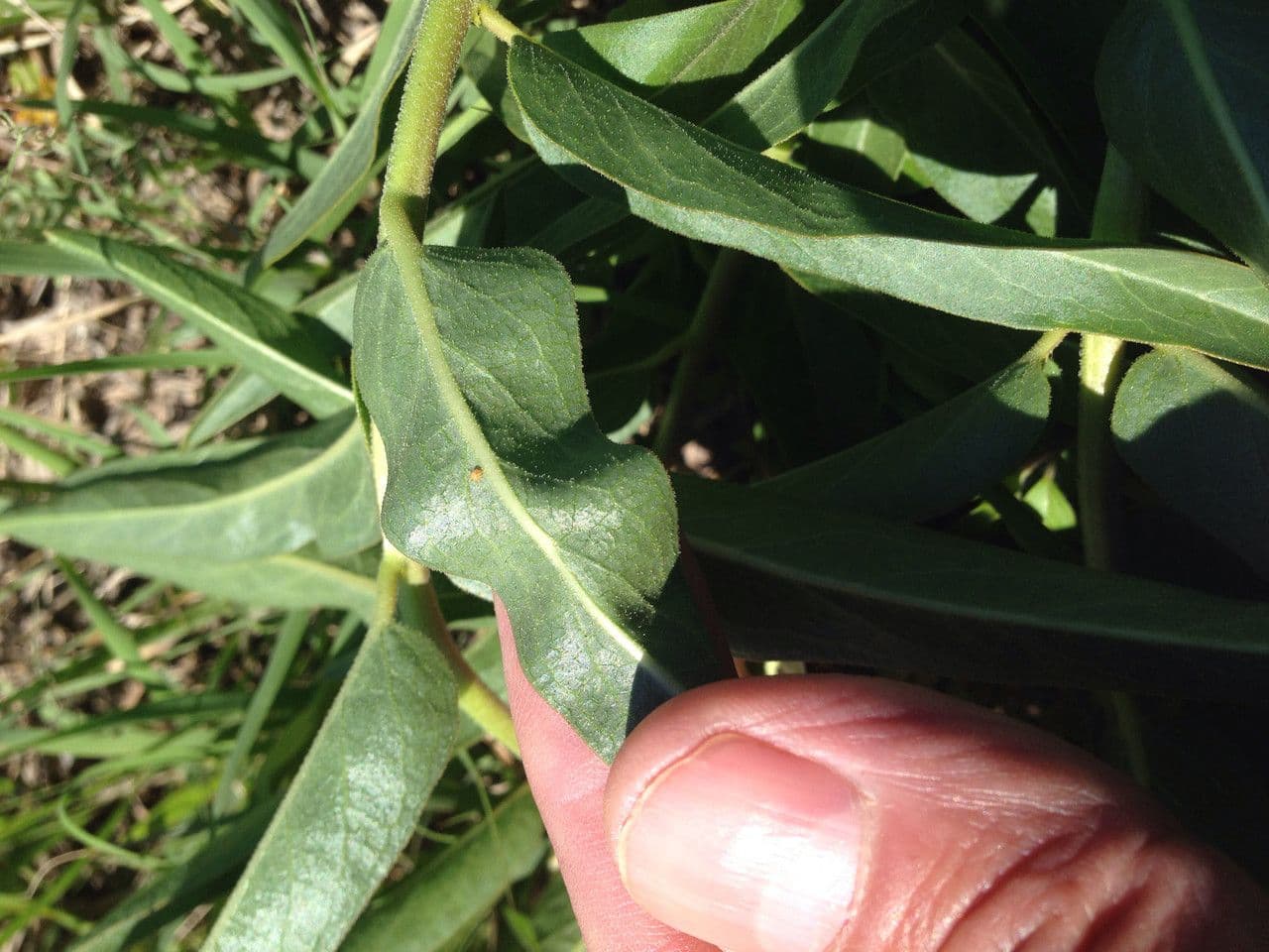 Asclepias asperula 16