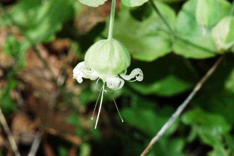 Silene campanulata 2