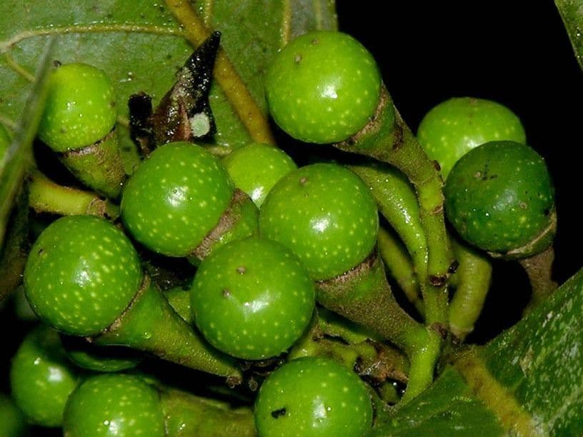 Ocotea 2