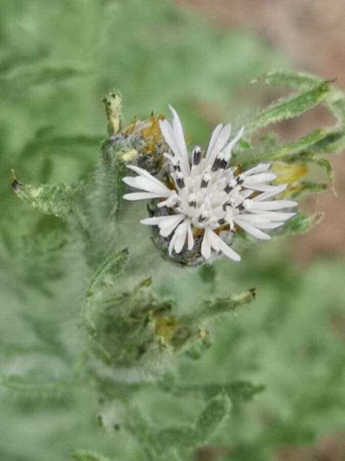 Volutaria