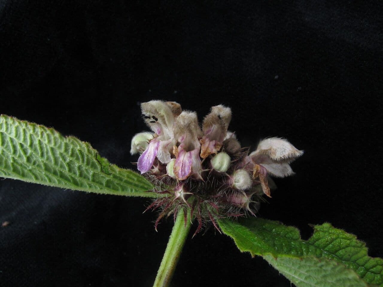 Phlomoides