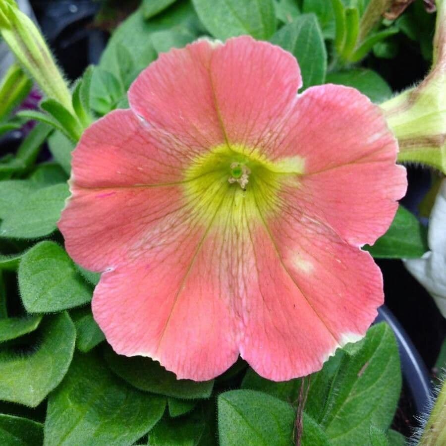 Petunia 3